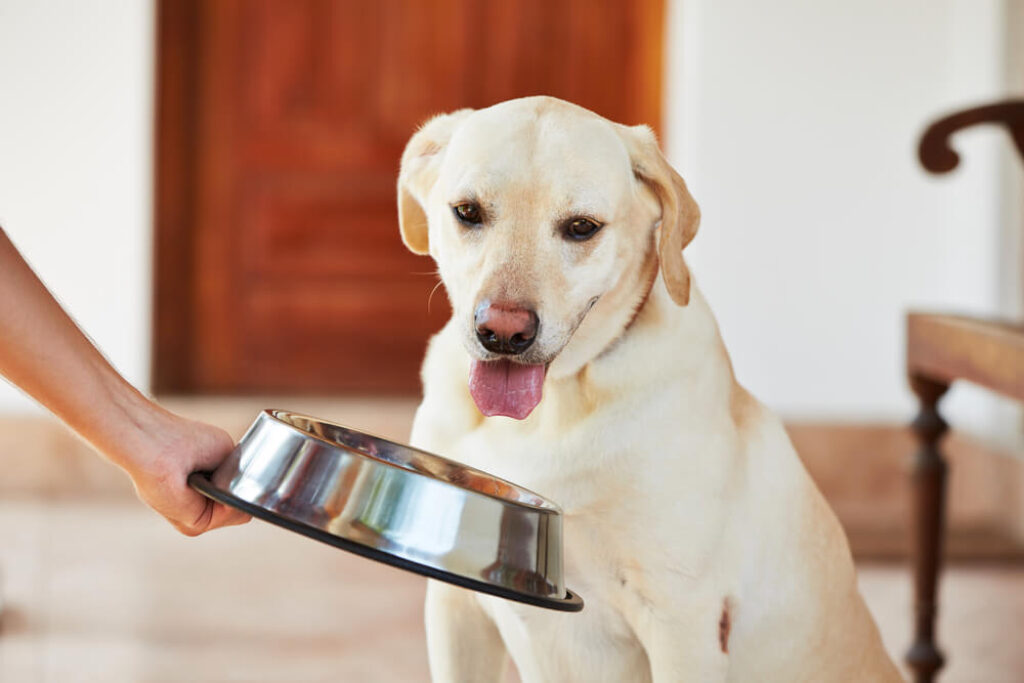 Artgerechte und naturbelassene Hundeernährung