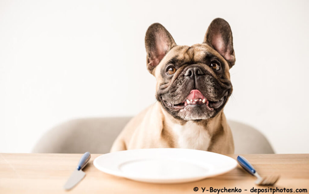 Proteinarme Ernährung bei Hunden