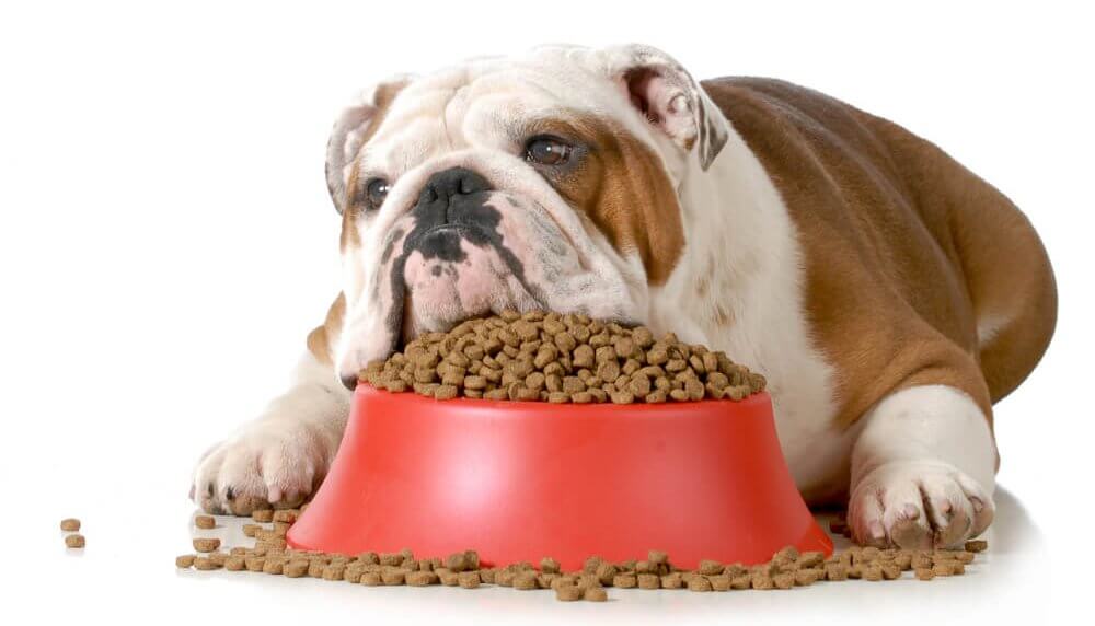 Falsche Ernährung bei Hunden
