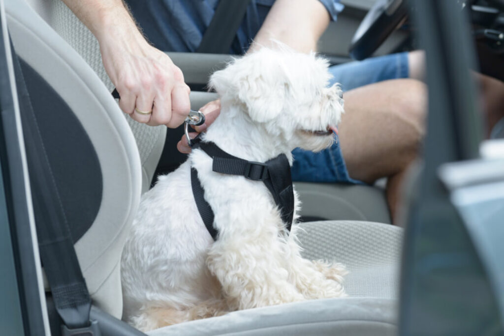Hund im Auto sichern