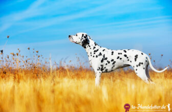 Schöner Dalmatiner