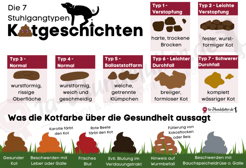 Wie Oft Muss Ein Hund Kaka Machen Stuhlgang & Kot beim Hund (vs. Gesundheit & Futterqualität)