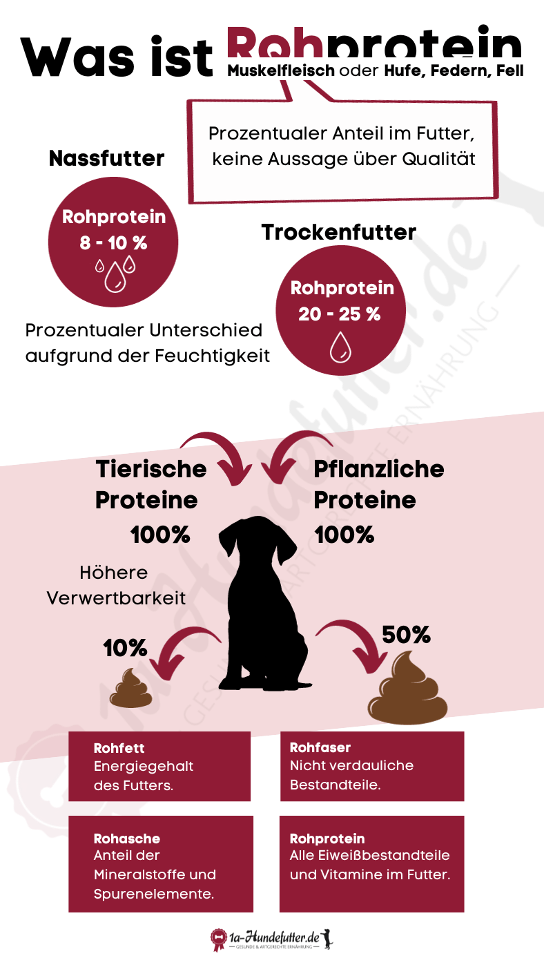 Rohprotein im Hundefutter