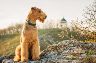 Airedale Terrier