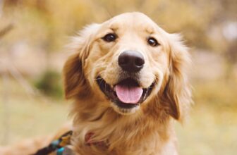 Golden Retriever Hundefutter