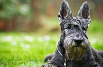 Scottish Terrier