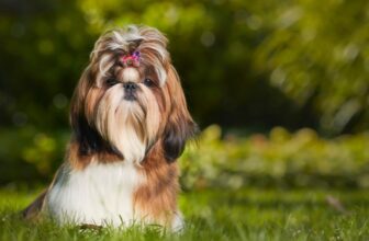 Shih Tzu