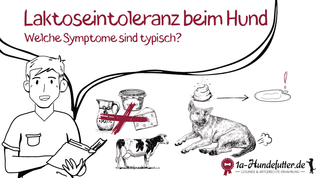 Ratgeber Laktoseintoleranz Bei Hunden Ratgeber Laktoseintoleranz Bei Hunden