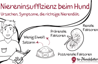 Niereninsuffizienz beim Hund