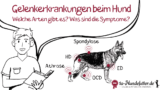Gelenkprobleme beim Hund (Arten, Symptome, Behandlung, Prävention)