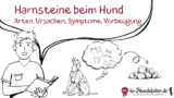 Harnsteine beim Hund (Ursachen, Symptome, Ernährung)