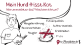 Koprophagie: was tun, wenn der Hund Kot frisst?