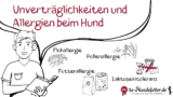 Die häufigsten Unverträglichkeiten und Allergien bei Hunden